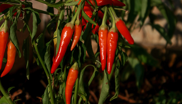 Crop Protection
