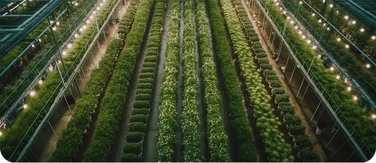 Sustainable Impact
