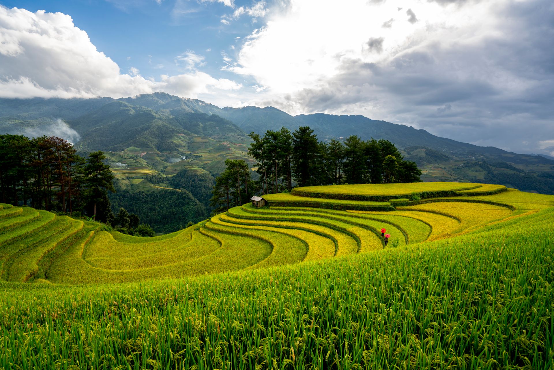 When science reaches the soil, hope becomes harvest.