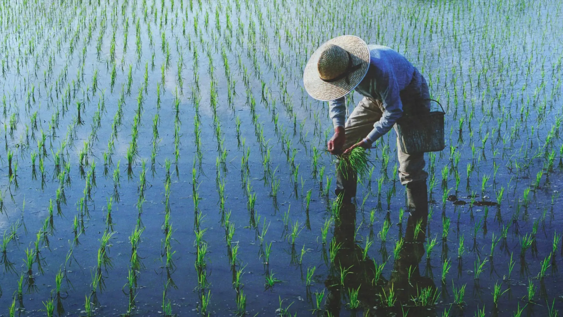 Guarding the harvest, honoring the hands that raise it.